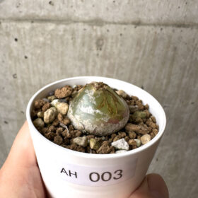 【現品限り】コノフィツム・ブルゲリ【AH3】 Conophytum burgeri【植物】塊根植物 夏型 コーデックス