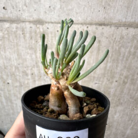 【現品限り】フィロボルス・テヌイフロルス【AH30】 Phyllobolus tenuiflorus【植物】塊根植物 夏型 コーデックス