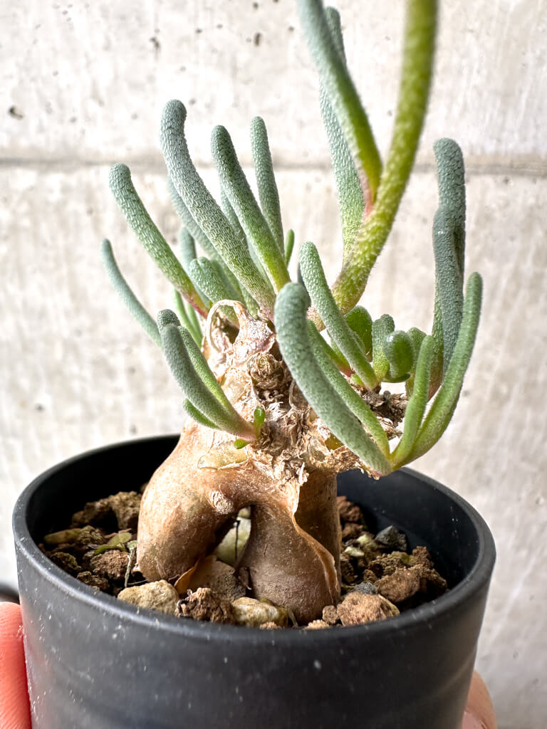 【現品限り】フィロボルス・テヌイフロルス【AH30】 Phyllobolus tenuiflorus【植物】塊根植物 夏型 コーデックス - 画像 (3)