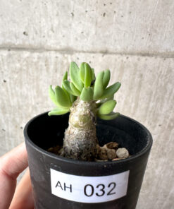 【現品限り】チレコドン・レティキュラーツス 万物想【AH32】 Tylecodon reticulatus【植物】塊根植物 夏型 コーデックス