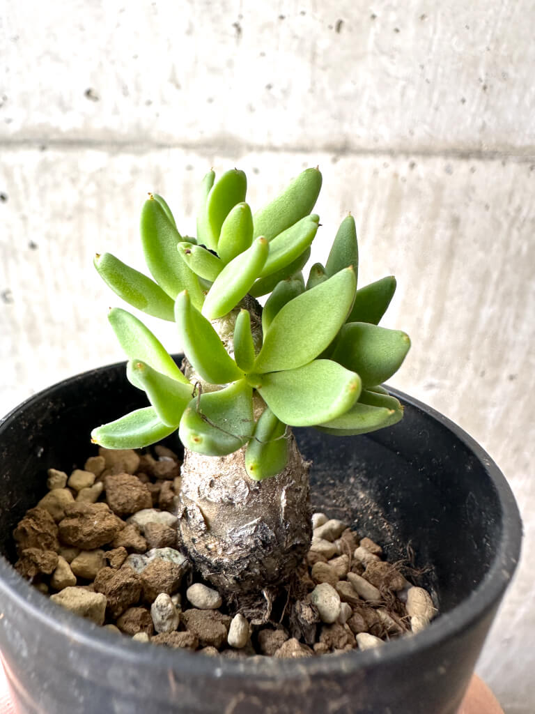 【現品限り】チレコドン・レティキュラーツス 万物想【AH32】 Tylecodon reticulatus【植物】塊根植物 夏型 コーデックス - 画像 (3)