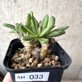 【現品限り】チレコドン・スルフレウス【AH33】 Tylecodon sulphureus v sulphureus【植物】塊根植物 夏型 コーデックス