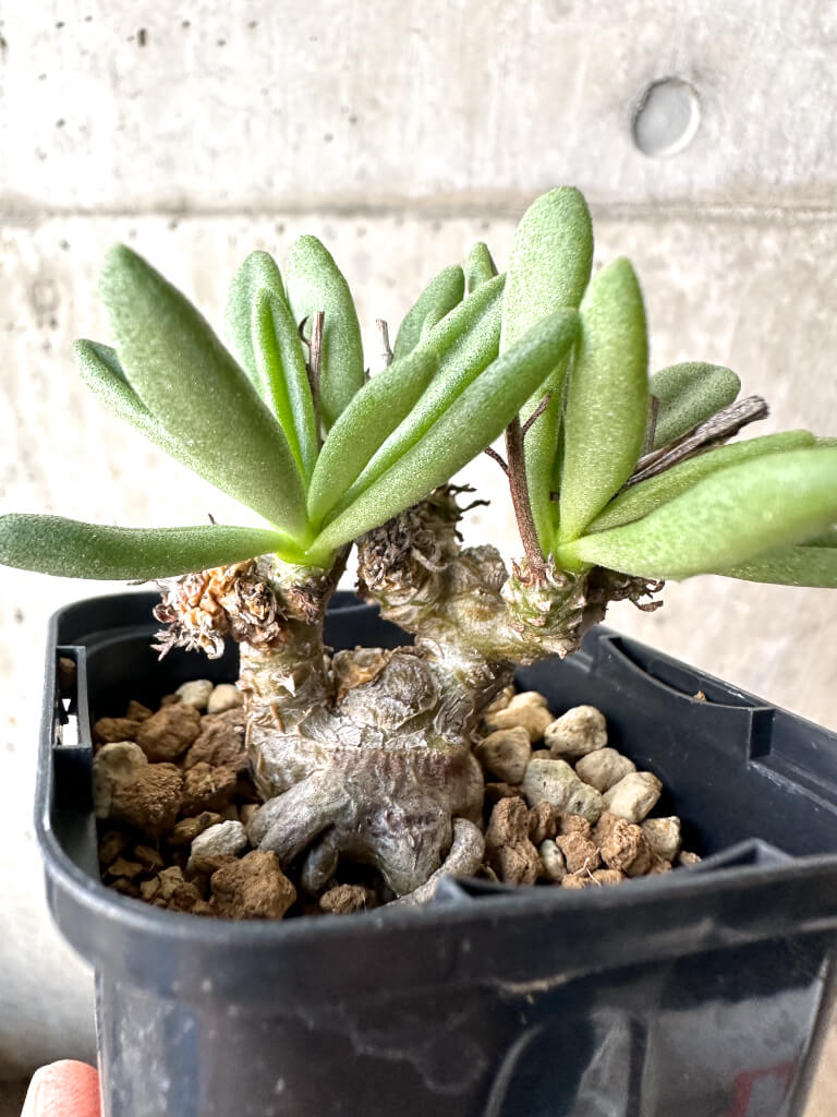 【現品限り】チレコドン・スルフレウス【AH33】 Tylecodon sulphureus v sulphureus【植物】塊根植物 夏型 コーデックス - 画像 (3)