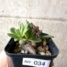 【現品限り】チレコドン・スルフレウス【AH34】 Tylecodon sulphureus v sulphureus【植物】塊根植物 夏型 コーデックス