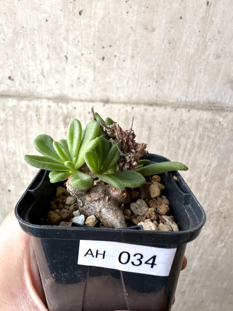 【現品限り】チレコドン・スルフレウス【AH34】 Tylecodon sulphureus v sulphureus【植物】塊根植物 夏型 コーデックス