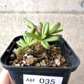 【現品限り】チレコドン・スルフレウス【AH35】 Tylecodon sulphureus v sulphureus【植物】塊根植物 夏型 コーデックス