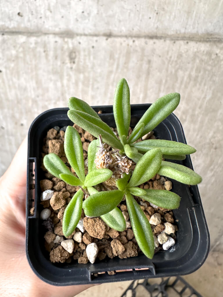 【現品限り】チレコドン・スルフレウス【AH35】 Tylecodon sulphureus v sulphureus【植物】塊根植物 夏型 コーデックス - 画像 (2)