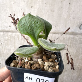 【現品限り】チレコドン・ノルティ【AH36】 Tylecodon nolteei【植物】塊根植物 夏型 コーデックス