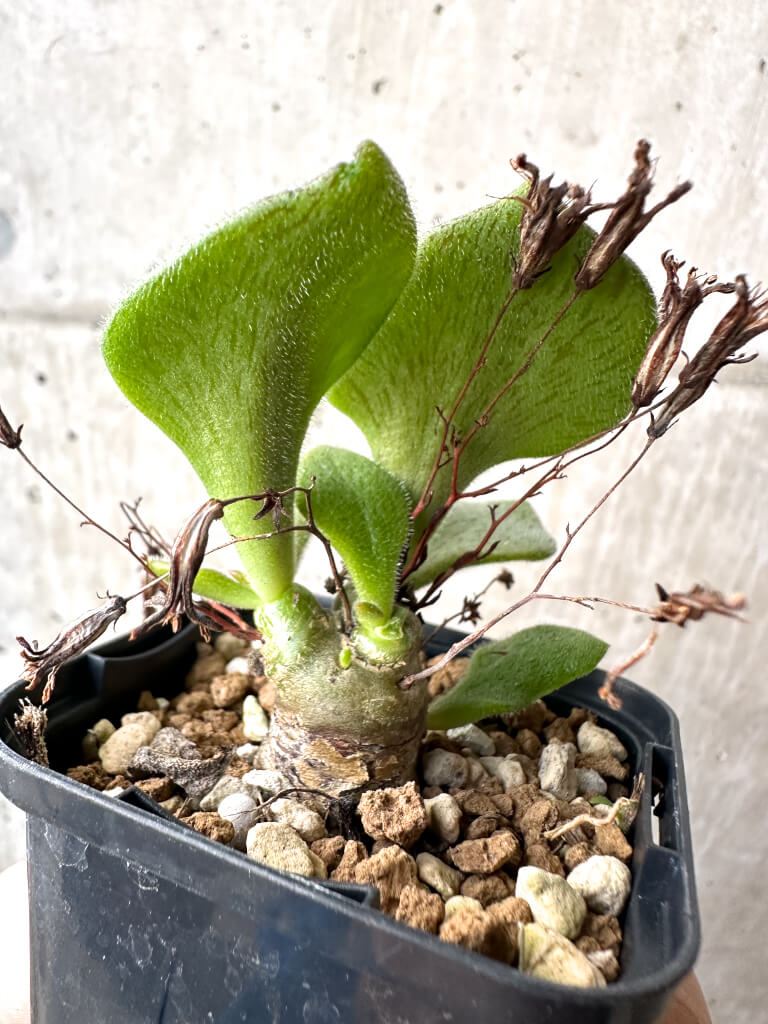 【現品限り】チレコドン・ノルティ【AH36】 Tylecodon nolteei【植物】塊根植物 夏型 コーデックス - 画像 (3)
