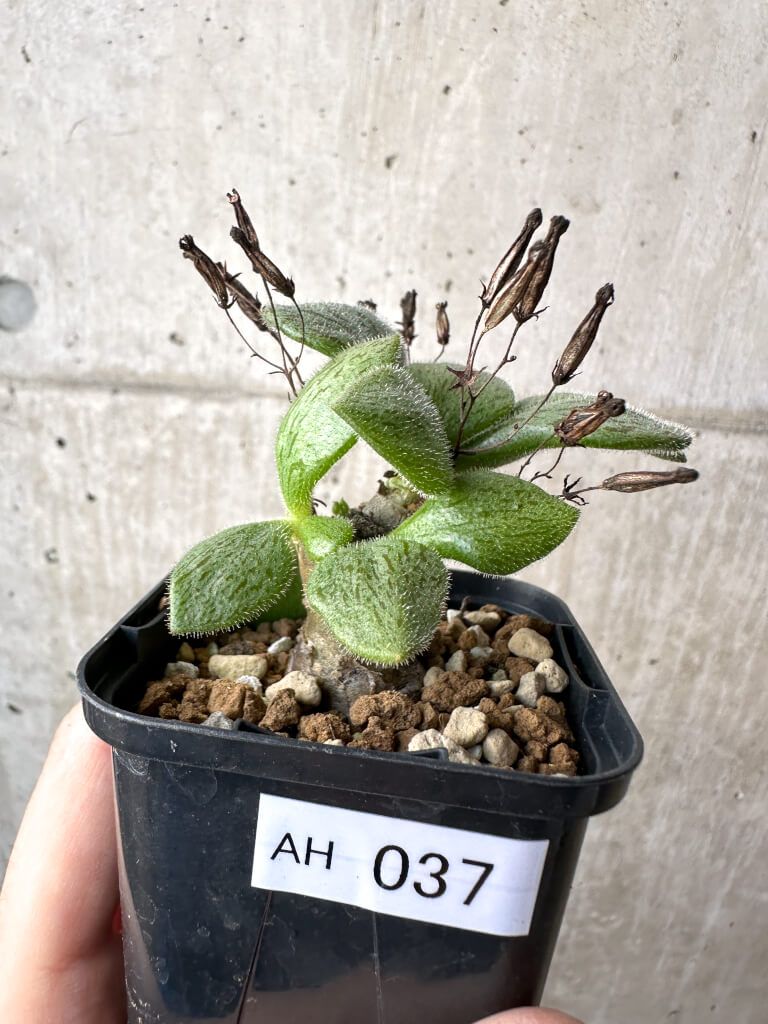 【現品限り】チレコドン・ノルティ【AH37】 Tylecodon nolteei【植物】塊根植物 夏型 コーデックス
