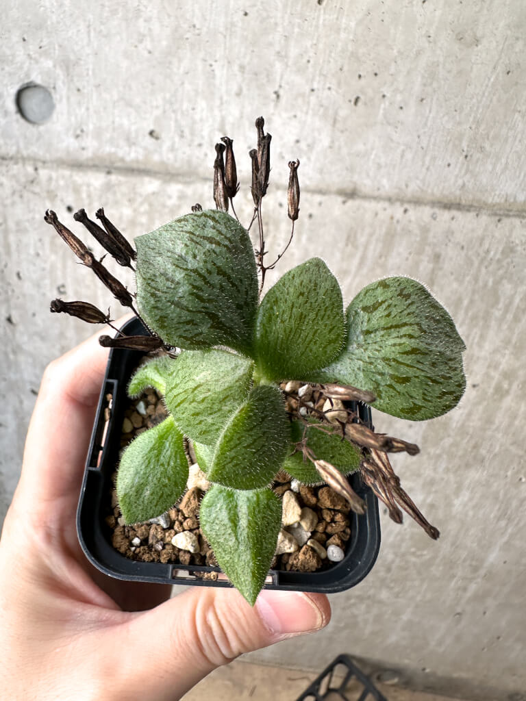 【現品限り】チレコドン・ノルティ【AH37】 Tylecodon nolteei【植物】塊根植物 夏型 コーデックス - 画像 (2)