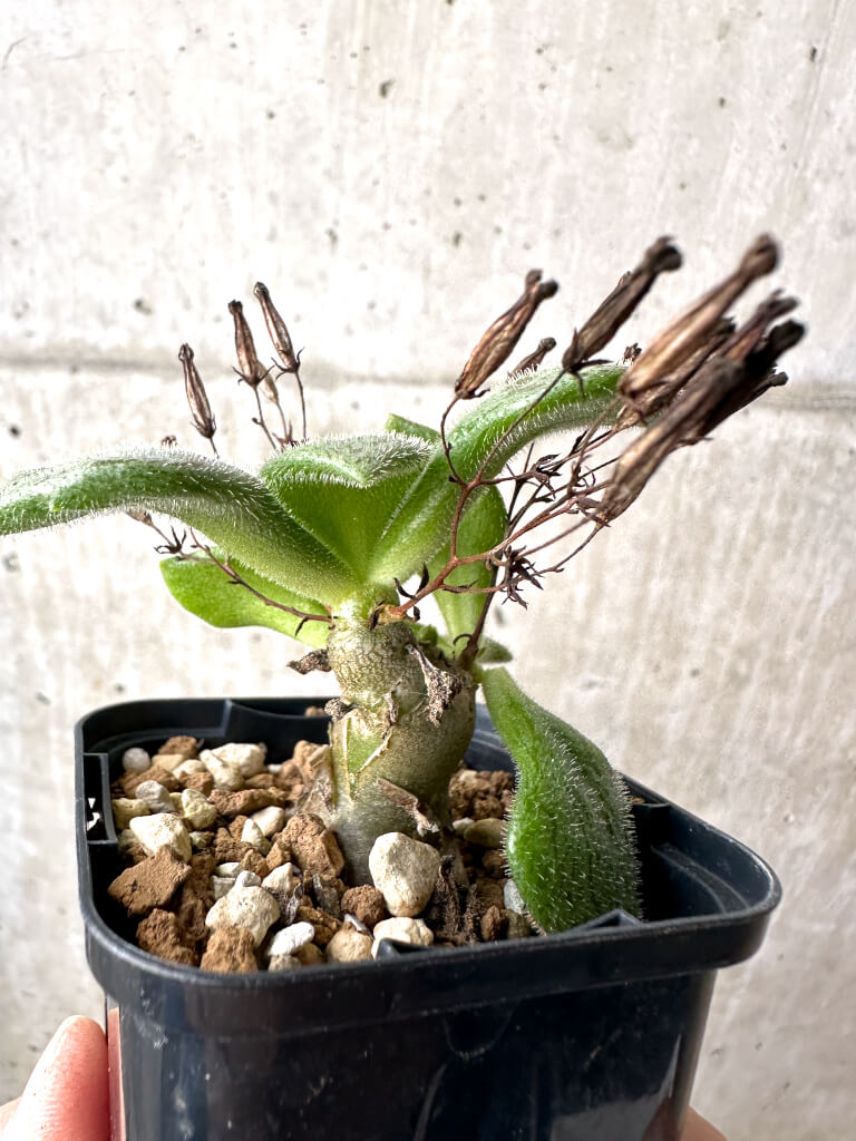 【現品限り】チレコドン・ノルティ【AH37】 Tylecodon nolteei【植物】塊根植物 夏型 コーデックス - 画像 (3)