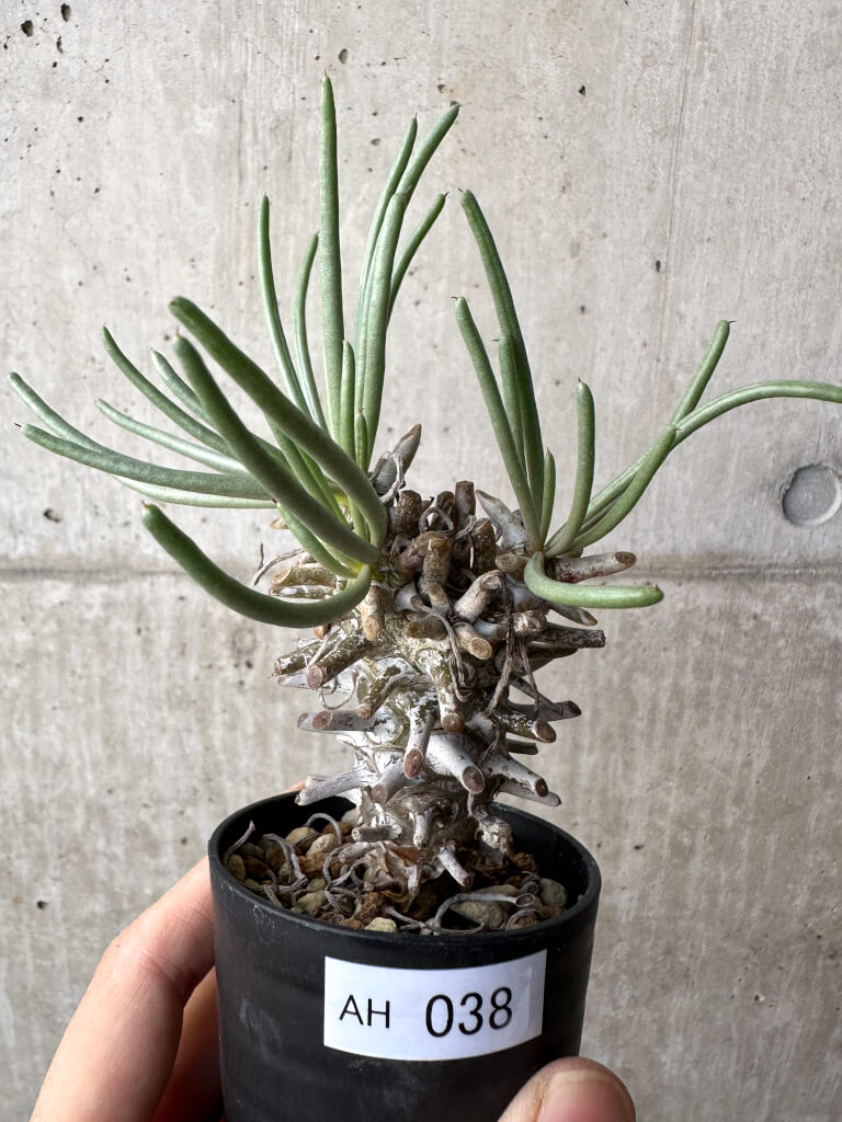 【現品限り】チレコドン・ワリチー Grootdrift【AH38】 Tylecodon wallichii【植物】塊根植物 夏型 コーデックス
