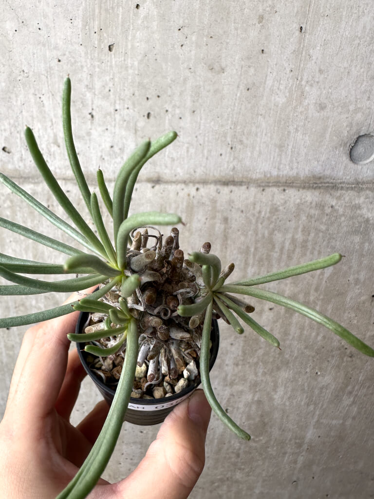 【現品限り】チレコドン・ワリチー Grootdrift【AH38】 Tylecodon wallichii【植物】塊根植物 夏型 コーデックス - 画像 (2)