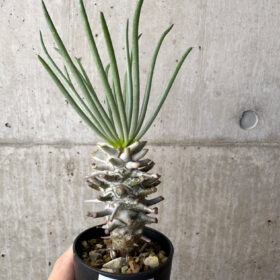 【現品限り】チレコドン・ワリチー Grootdrift【AH39】 Tylecodon wallichii【植物】塊根植物 夏型 コーデックス