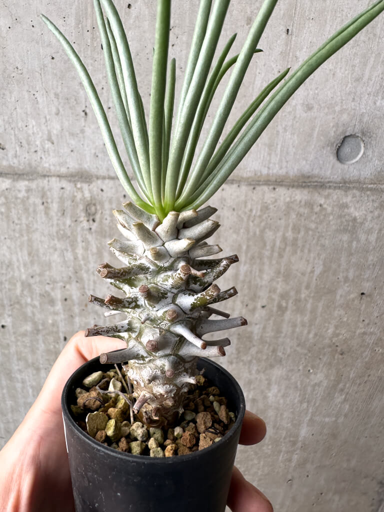 【現品限り】チレコドン・ワリチー Grootdrift【AH39】 Tylecodon wallichii【植物】塊根植物 夏型 コーデックス - 画像 (2)