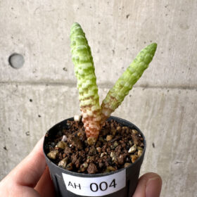 【現品限り】ブルビネ・ブルインシー 選抜【AH4】 Bulbine bruynsii【植物】塊根植物 夏型 コーデックス