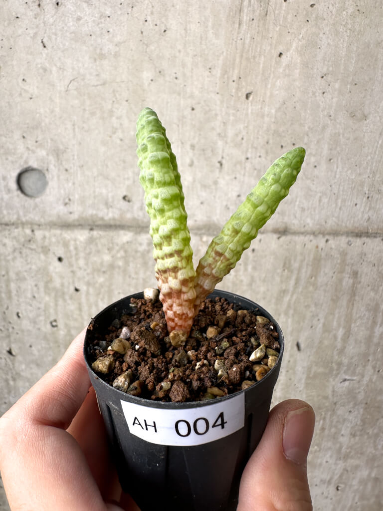 【現品限り】ブルビネ・ブルインシー 選抜【AH4】 Bulbine bruynsii【植物】塊根植物 夏型 コーデックス