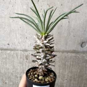 【現品限り】チレコドン・ワリチー Grootdrift【AH40】 Tylecodon wallichii【植物】塊根植物 夏型 コーデックス