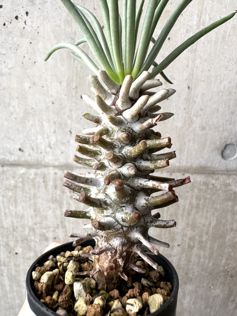 【現品限り】チレコドン・ワリチー Grootdrift【AH40】 Tylecodon wallichii【植物】塊根植物 夏型 コーデックス - 画像 (2)