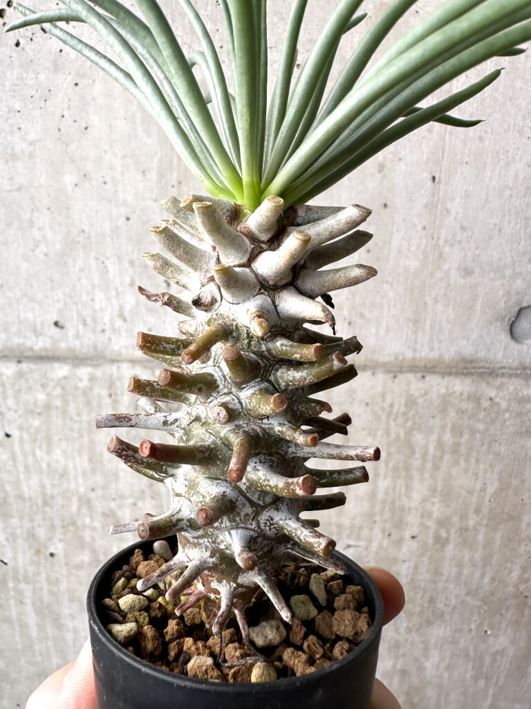【現品限り】チレコドン・ワリチー Grootdrift【AH40】 Tylecodon wallichii【植物】塊根植物 夏型 コーデックス - 画像 (3)