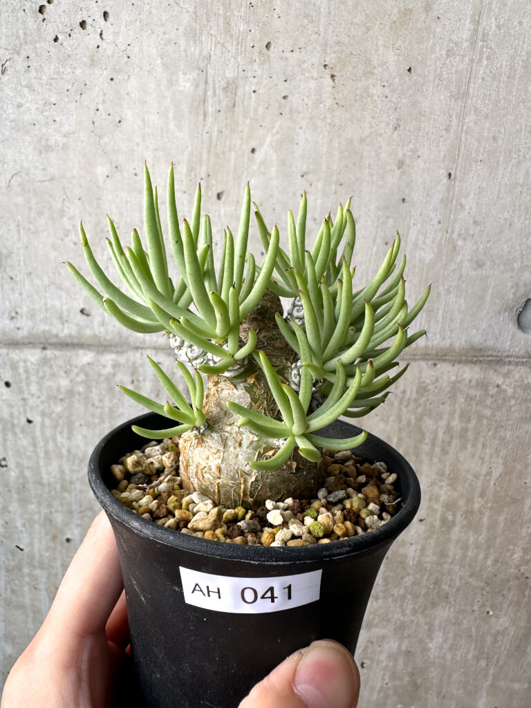 【現品限り】チレコドン・ペアルソニー 実生苗【AH41】 Tylecodon pearsonii【植物】塊根植物 夏型 コーデックス