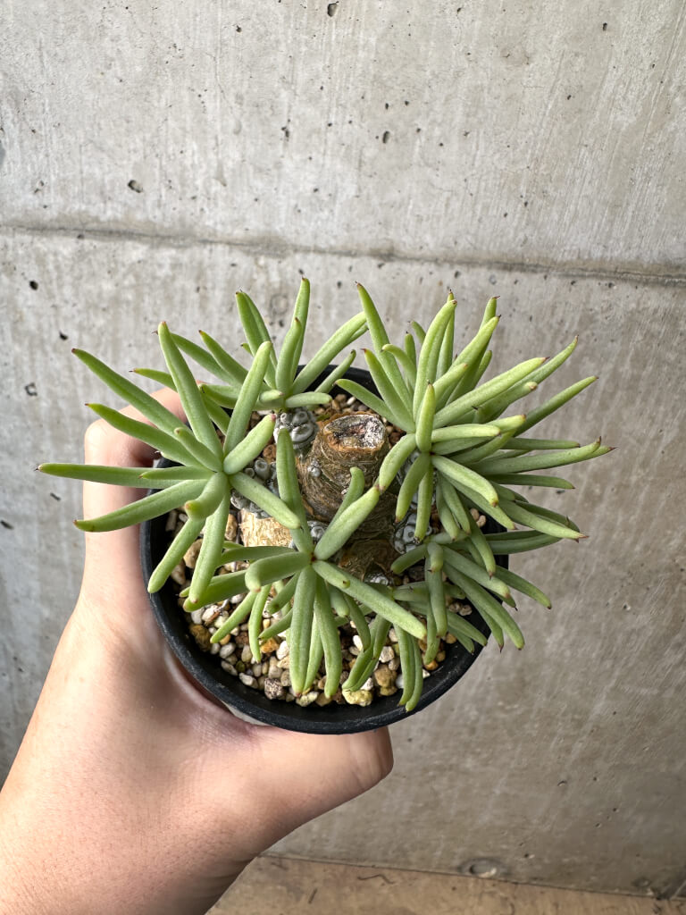 【現品限り】チレコドン・ペアルソニー 実生苗【AH41】 Tylecodon pearsonii【植物】塊根植物 夏型 コーデックス - 画像 (2)