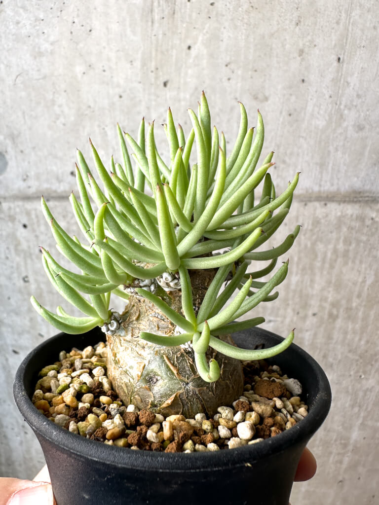 【現品限り】チレコドン・ペアルソニー 実生苗【AH41】 Tylecodon pearsonii【植物】塊根植物 夏型 コーデックス - 画像 (3)