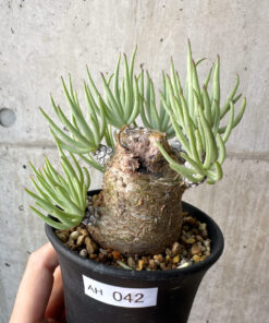 【現品限り】チレコドン・ペアルソニー 実生苗【AH42】 Tylecodon pearsonii【植物】塊根植物 夏型 コーデックス