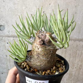 【現品限り】チレコドン・ペアルソニー 実生苗【AH42】 Tylecodon pearsonii【植物】塊根植物 夏型 コーデックス