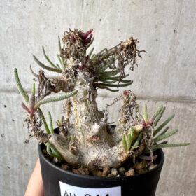 【現品限り】フィロボルス・レスルゲンス【AH44】 Phyllobolus resurgens【植物】塊根植物 夏型 コーデックス