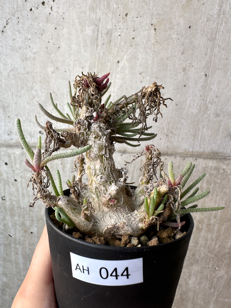 【現品限り】フィロボルス・レスルゲンス【AH44】 Phyllobolus resurgens【植物】塊根植物 夏型 コーデックス