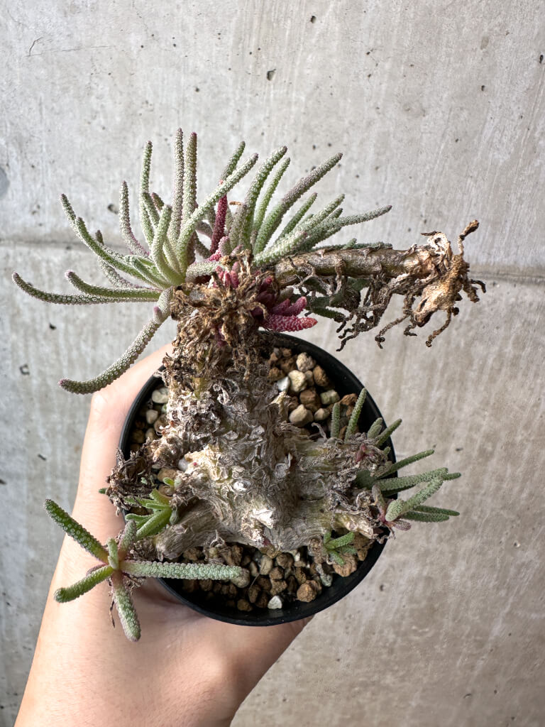 【現品限り】フィロボルス・レスルゲンス【AH44】 Phyllobolus resurgens【植物】塊根植物 夏型 コーデックス - 画像 (2)