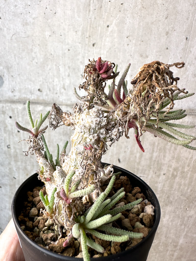 【現品限り】フィロボルス・レスルゲンス【AH44】 Phyllobolus resurgens【植物】塊根植物 夏型 コーデックス - 画像 (3)