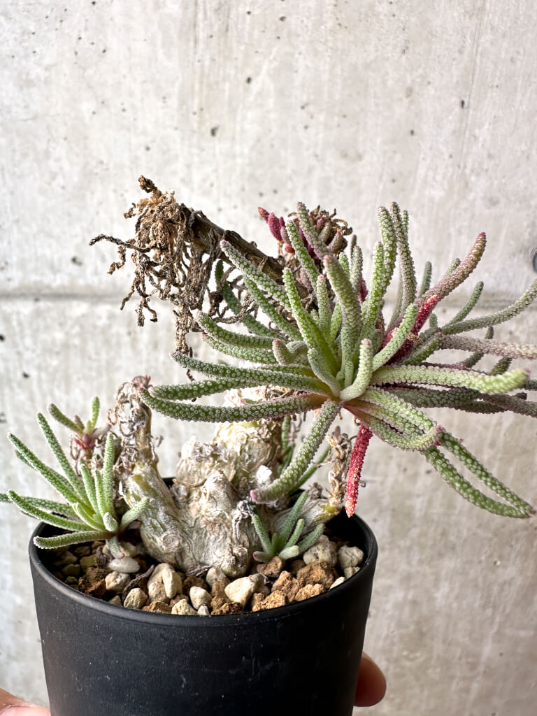 【現品限り】フィロボルス・レスルゲンス【AH44】 Phyllobolus resurgens【植物】塊根植物 夏型 コーデックス - 画像 (4)