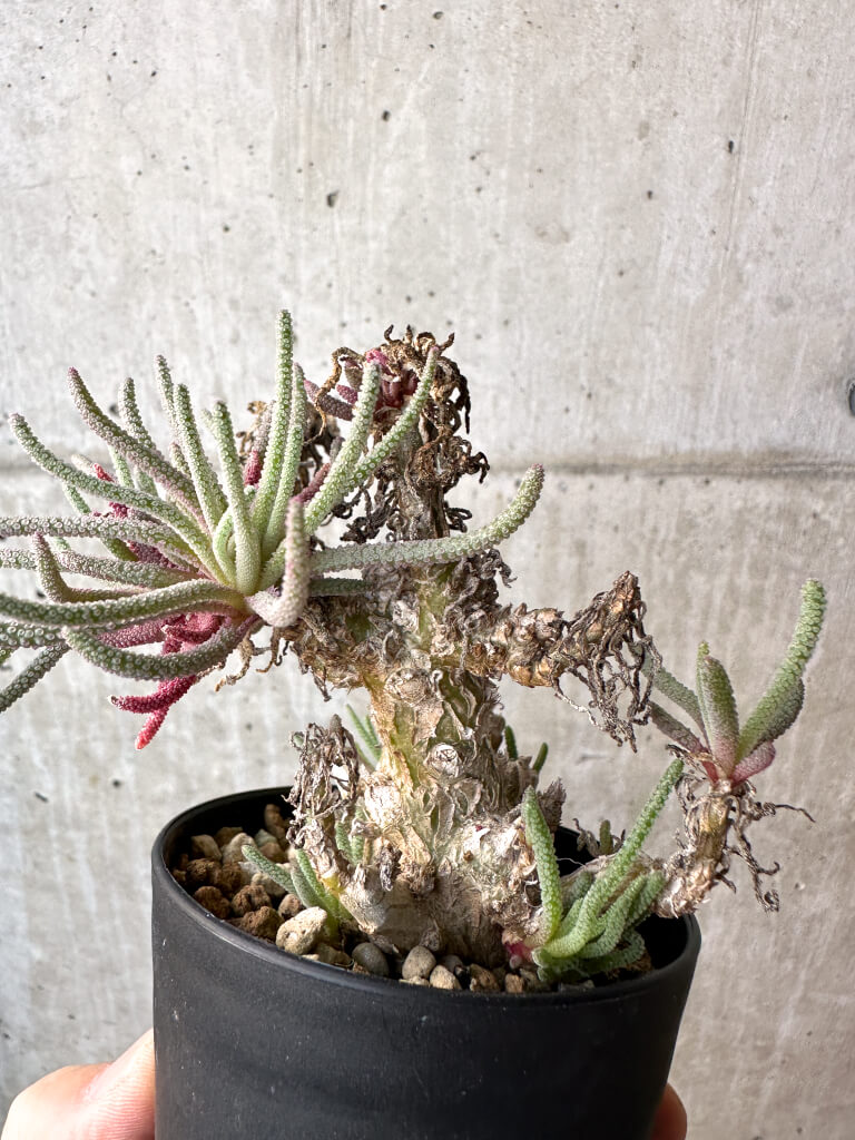 【現品限り】フィロボルス・レスルゲンス【AH44】 Phyllobolus resurgens【植物】塊根植物 夏型 コーデックス - 画像 (5)