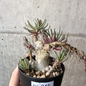【現品限り】フィロボルス・レスルゲンス【AH45】 Phyllobolus resurgens【植物】塊根植物 夏型 コーデックス