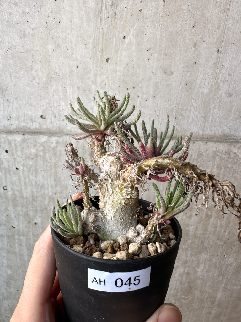 【現品限り】フィロボルス・レスルゲンス【AH45】 Phyllobolus resurgens【植物】塊根植物 夏型 コーデックス