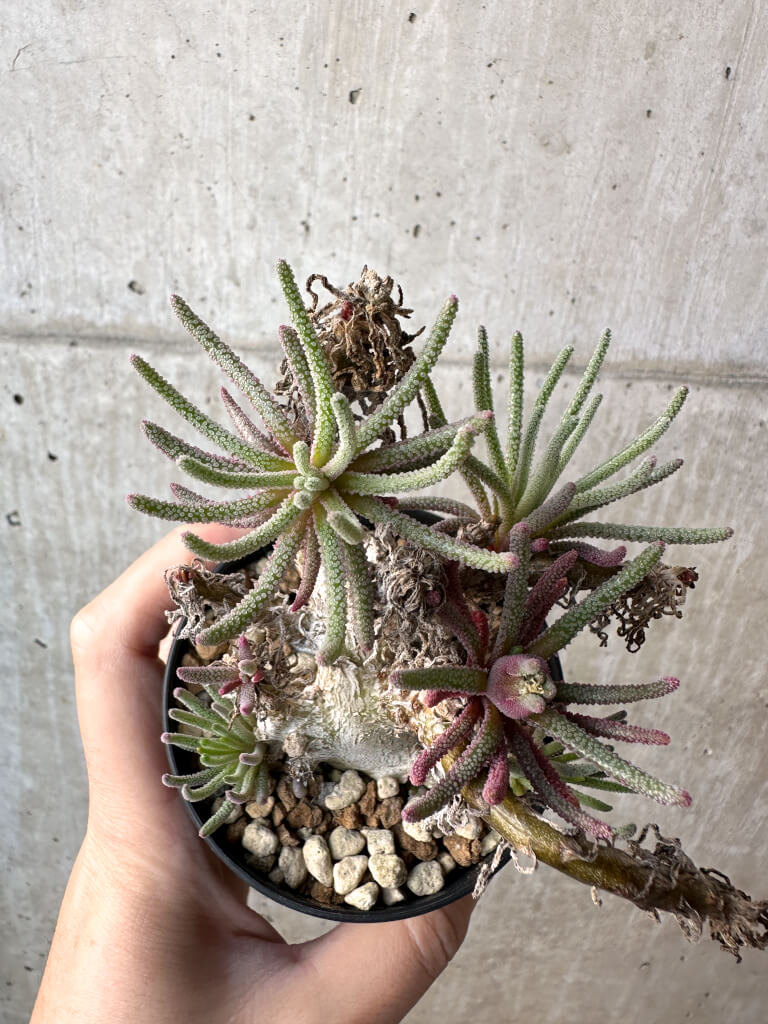 【現品限り】フィロボルス・レスルゲンス【AH45】 Phyllobolus resurgens【植物】塊根植物 夏型 コーデックス - 画像 (2)