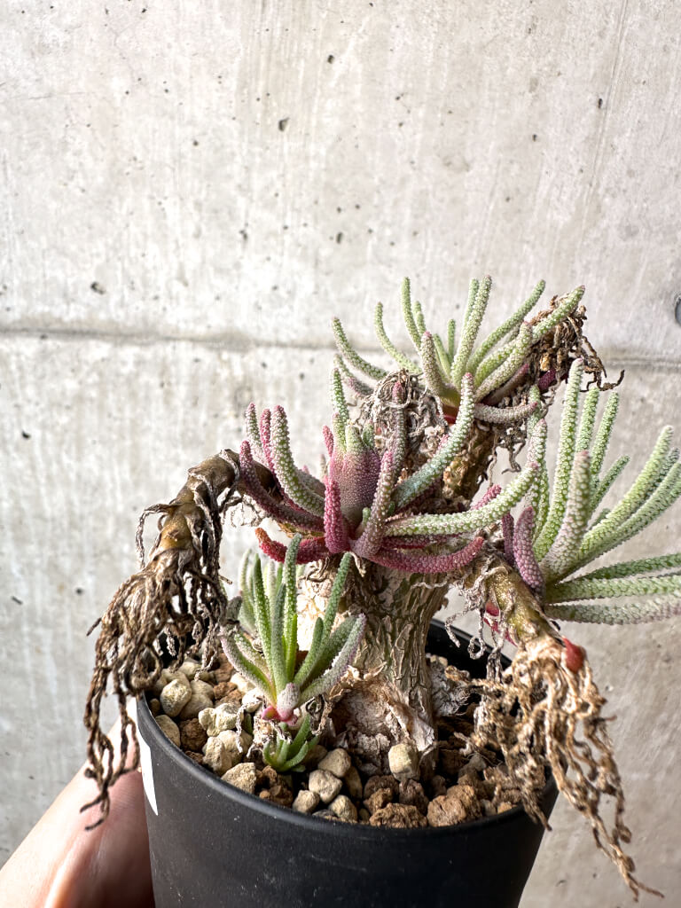 【現品限り】フィロボルス・レスルゲンス【AH45】 Phyllobolus resurgens【植物】塊根植物 夏型 コーデックス - 画像 (3)