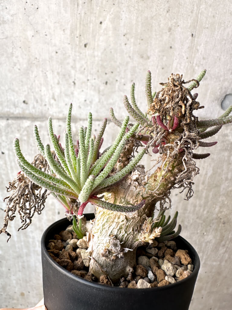 【現品限り】フィロボルス・レスルゲンス【AH45】 Phyllobolus resurgens【植物】塊根植物 夏型 コーデックス - 画像 (4)