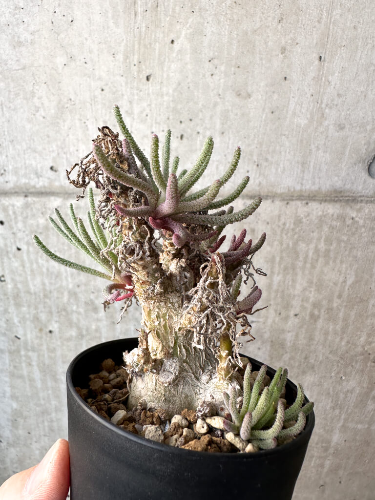 【現品限り】フィロボルス・レスルゲンス【AH45】 Phyllobolus resurgens【植物】塊根植物 夏型 コーデックス - 画像 (5)