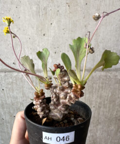 【現品限り】オトンナ・ヘレー 蛮鬼塔【AH46】 Othonna herrei【植物】塊根植物 夏型 コーデックス