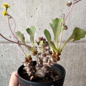 【現品限り】オトンナ・ヘレー 蛮鬼塔【AH46】 Othonna herrei【植物】塊根植物 夏型 コーデックス