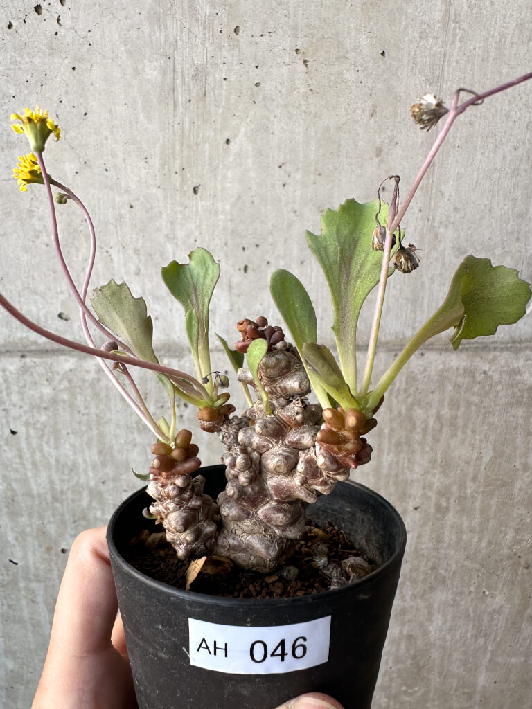 【現品限り】オトンナ・ヘレー 蛮鬼塔【AH46】 Othonna herrei【植物】塊根植物 夏型 コーデックス