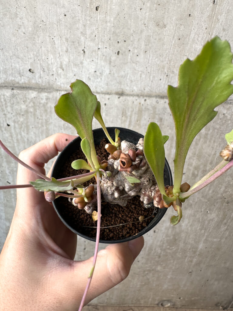 【現品限り】オトンナ・ヘレー 蛮鬼塔【AH46】 Othonna herrei【植物】塊根植物 夏型 コーデックス - 画像 (2)