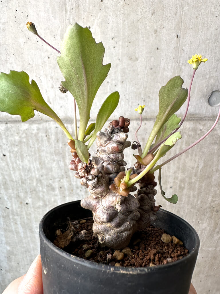【現品限り】オトンナ・ヘレー 蛮鬼塔【AH46】 Othonna herrei【植物】塊根植物 夏型 コーデックス - 画像 (4)