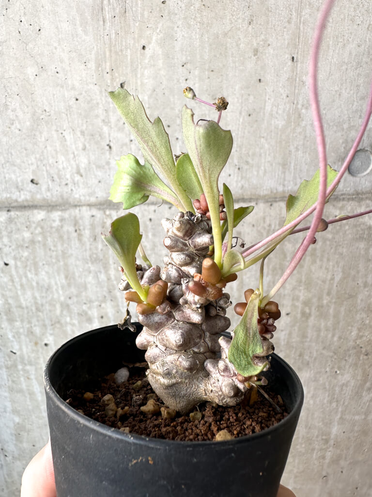 【現品限り】オトンナ・ヘレー 蛮鬼塔【AH46】 Othonna herrei【植物】塊根植物 夏型 コーデックス - 画像 (5)