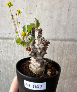 【現品限り】オトンナ・ヘレー 蛮鬼塔【AH47】 Othonna herrei【植物】塊根植物 夏型 コーデックス