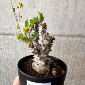 【現品限り】オトンナ・ヘレー 蛮鬼塔【AH47】 Othonna herrei【植物】塊根植物 夏型 コーデックス